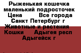 Рыженькая кошечка маленький подросточек › Цена ­ 10 - Все города, Санкт-Петербург г. Животные и растения » Кошки   . Адыгея респ.,Адыгейск г.